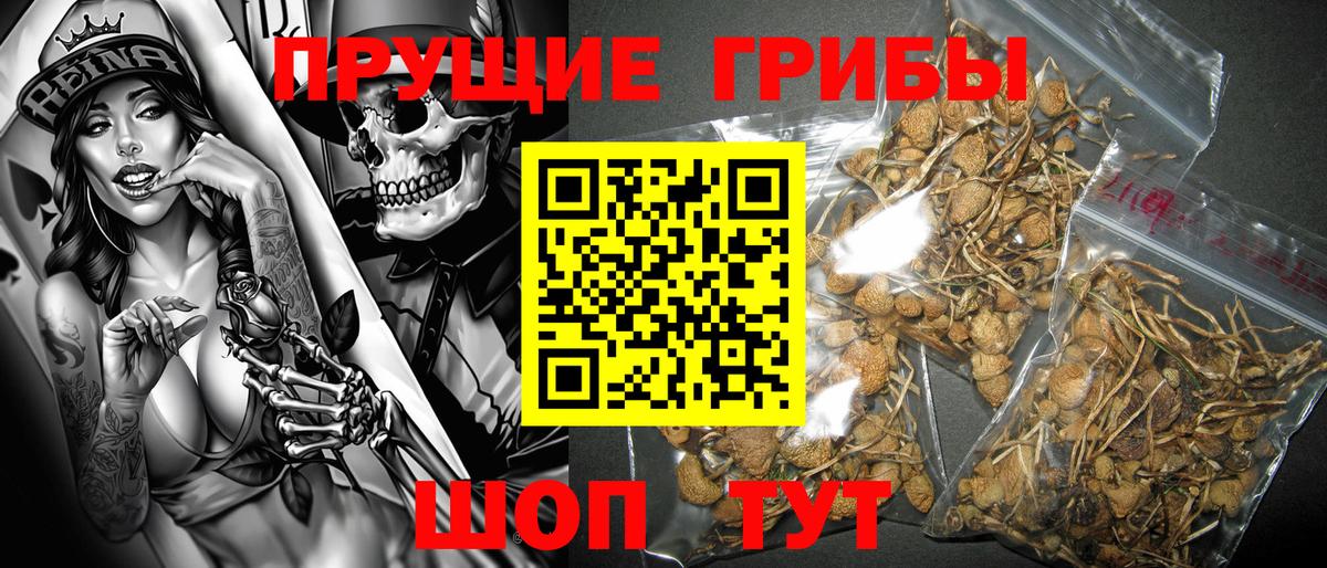 Лениногорск  Галлюциногенные грибы Cubensis  Вход с VPN  Галлюциногенные грибы Psilocybe 